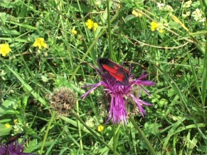 Thymianwidderchen ( Zygaena purpuralis ) : Nettersheim/Urfttal, Eifel, 30.06.2006